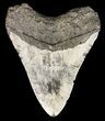Megalodon Tooth - North Carolina #53245-1